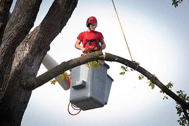 Best Best Tree Removal Services  in Lochsloy, WA